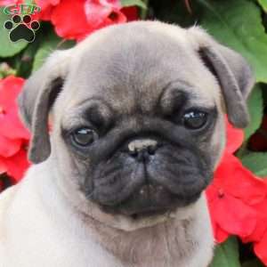 Saraphina, Pug Puppy