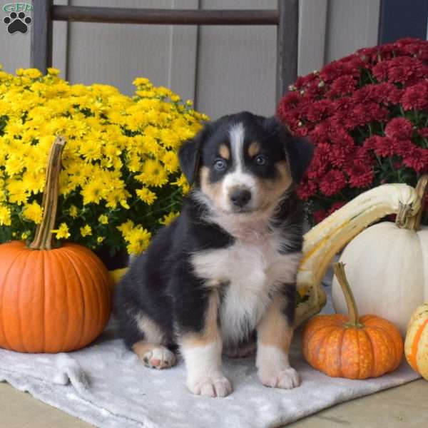 Sarge, Australian Shepherd Puppy