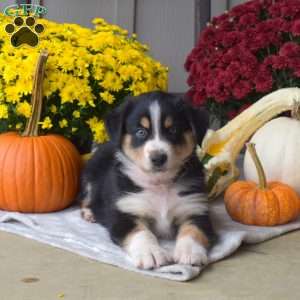 Sarge, Australian Shepherd Puppy