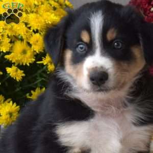 Sarge, Australian Shepherd Puppy