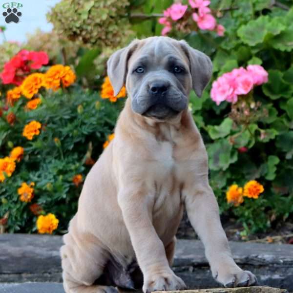 Sarge, Cane Corso Puppy