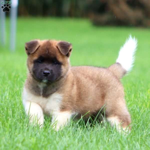Sarge, Akita Puppy