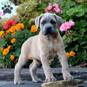 Sarge, Cane Corso Puppy