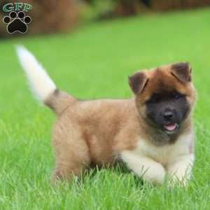 Sarge, Akita Puppy