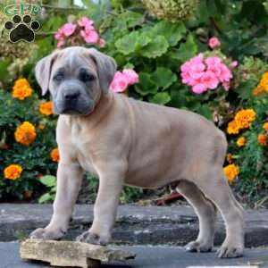 Sarge, Cane Corso Puppy