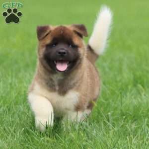 Sarge, Akita Puppy