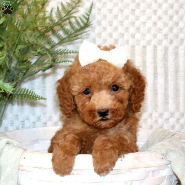 Sari, Miniature Poodle Puppy