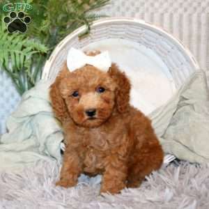 Sari, Miniature Poodle Puppy