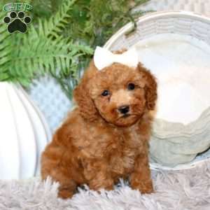Sari, Miniature Poodle Puppy
