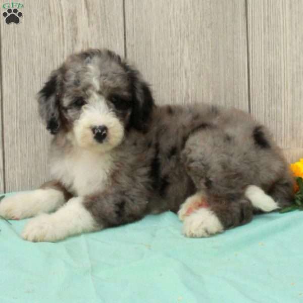 Sarie, Borderdoodle Puppy