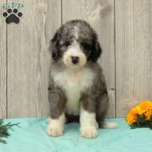 Sarie, Borderdoodle Puppy
