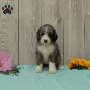 Sarie, Borderdoodle Puppy