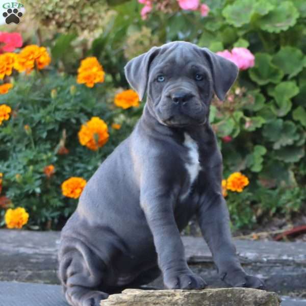 Sasha, Cane Corso Puppy