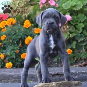 Sasha, Cane Corso Puppy