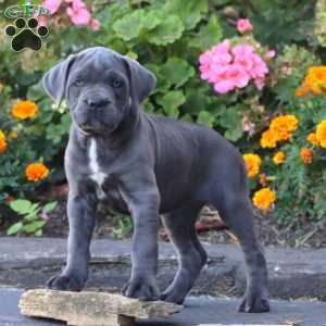 Sasha, Cane Corso Puppy