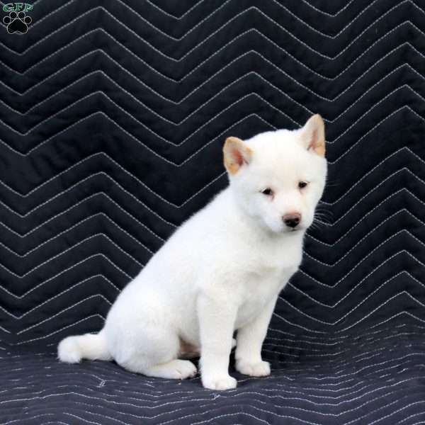 Satoshi, Shiba Inu Puppy