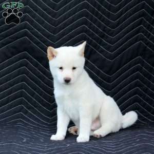 Satoshi, Shiba Inu Puppy