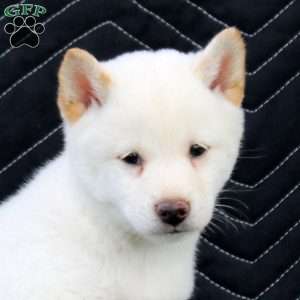 Satoshi, Shiba Inu Puppy