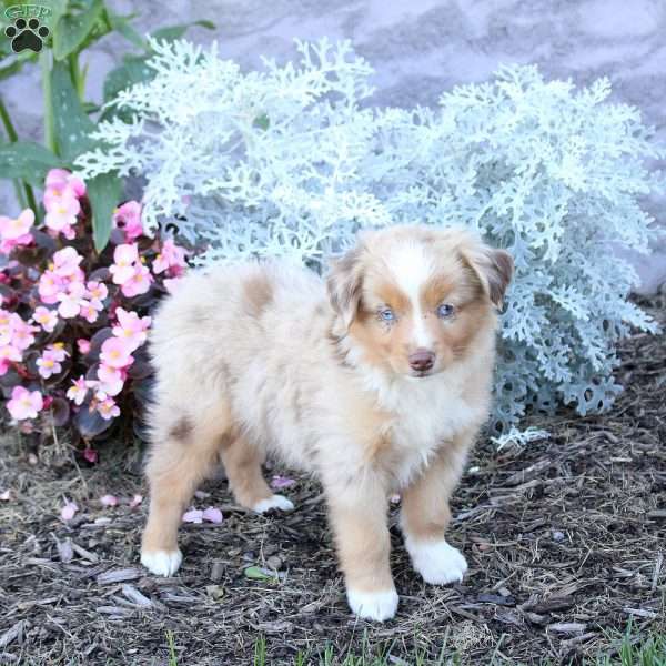 Sawyer, Miniature Australian Shepherd Puppy