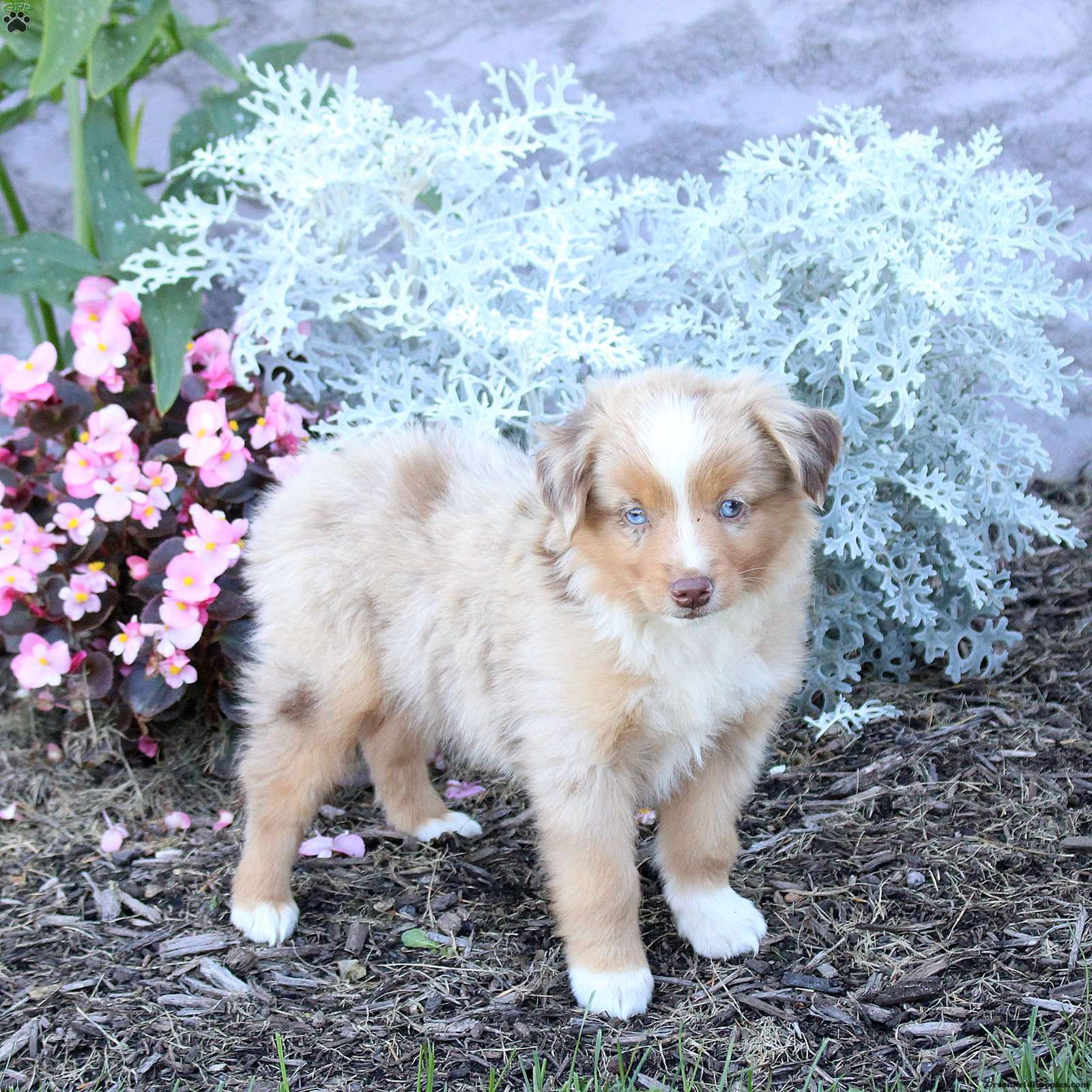 Sawyer (Miniature American Shepherd, Male) in Newburg, PA