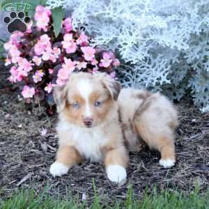 Sawyer, Miniature Australian Shepherd Puppy