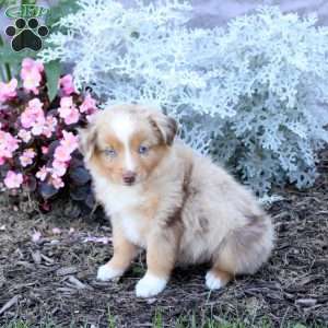 Sawyer, Miniature Australian Shepherd Puppy