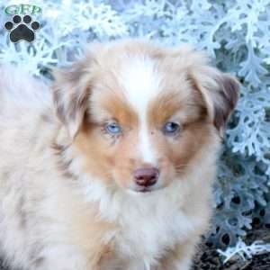 Sawyer, Miniature Australian Shepherd Puppy