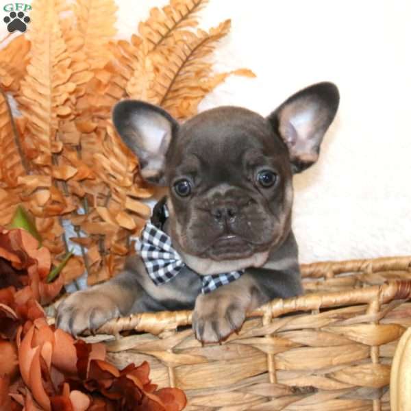 Scamp, French Bulldog Puppy