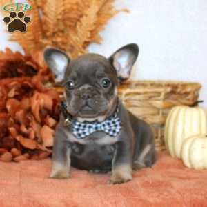 Scamp, French Bulldog Puppy