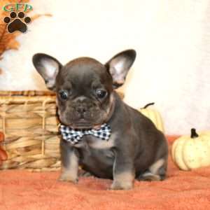 Scamp, French Bulldog Puppy