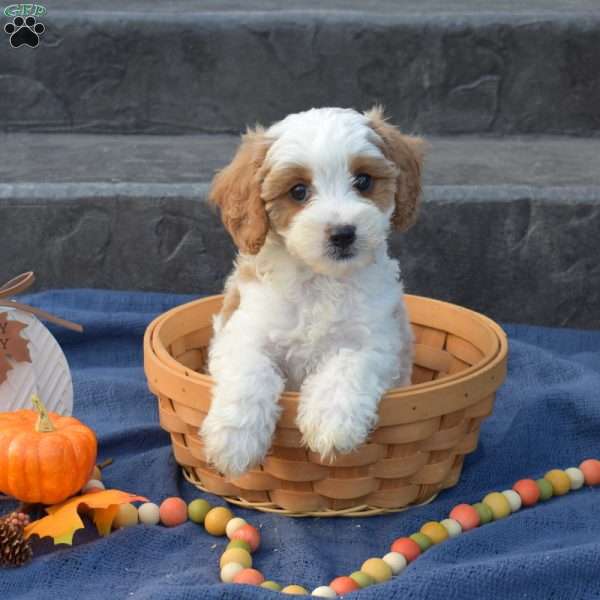 Scamper, Cavapoo Puppy