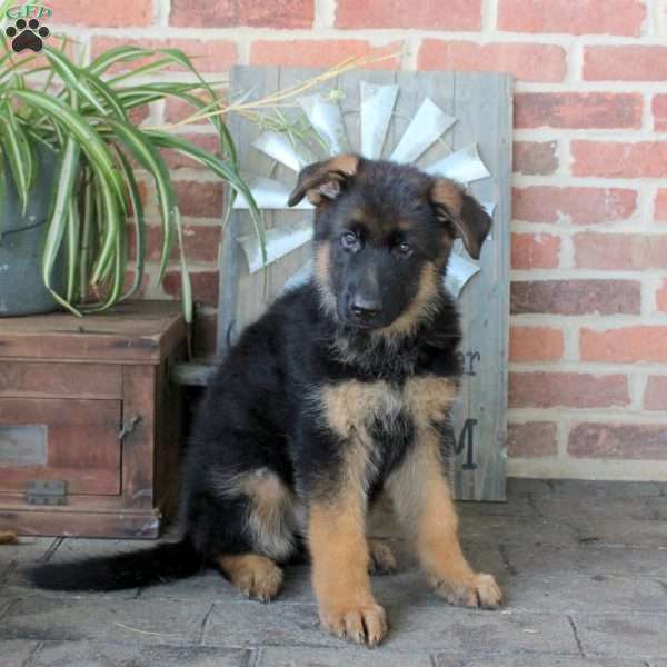 Scooby, German Shepherd Puppy