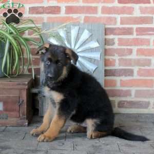 Scooby, German Shepherd Puppy