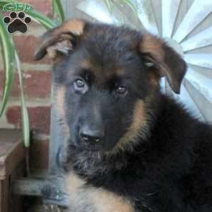 Scooby, German Shepherd Puppy
