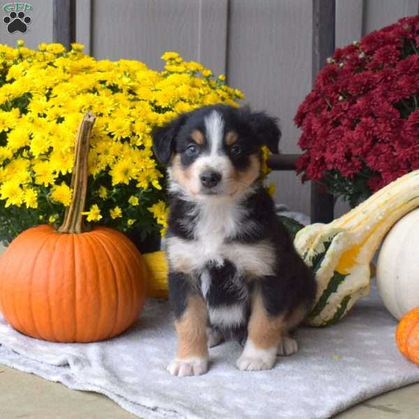 Scoots, Australian Shepherd Puppy