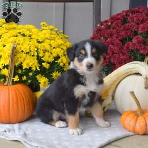 Scoots, Australian Shepherd Puppy