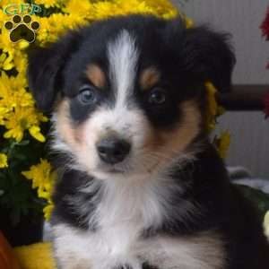 Scoots, Australian Shepherd Puppy