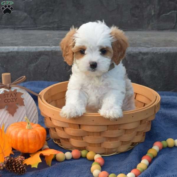 Scout, Cavapoo Puppy
