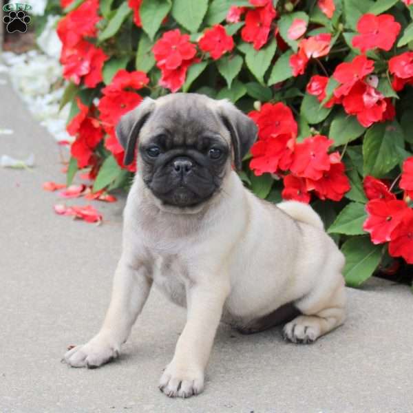 Scout, Pug Puppy