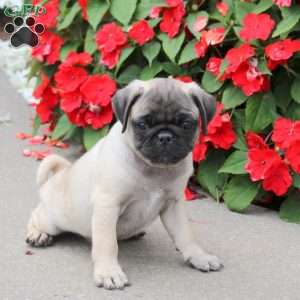 Scout, Pug Puppy