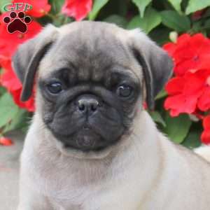 Scout, Pug Puppy