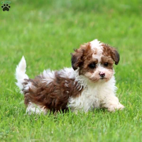 Scout, Havapoo Puppy