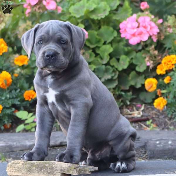 Scout, Cane Corso Puppy
