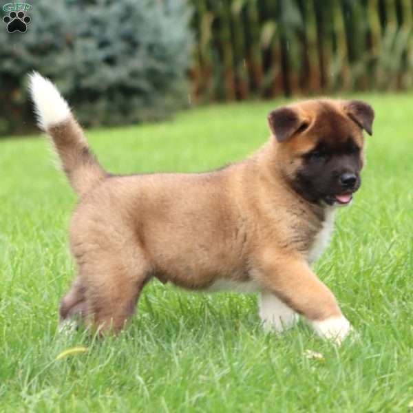 Scout, Akita Puppy