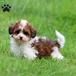 Scout, Havapoo Puppy