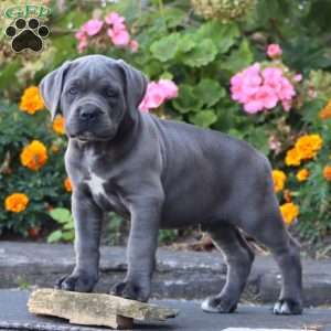 Scout, Cane Corso Puppy