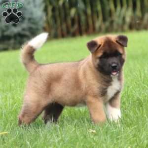 Scout, Akita Puppy
