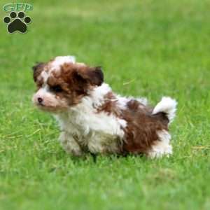 Scout, Havapoo Puppy