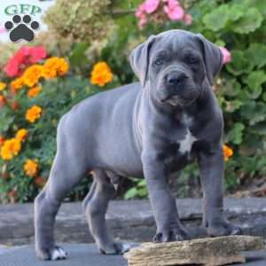 Scout, Cane Corso Puppy