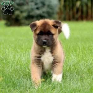 Scout, Akita Puppy